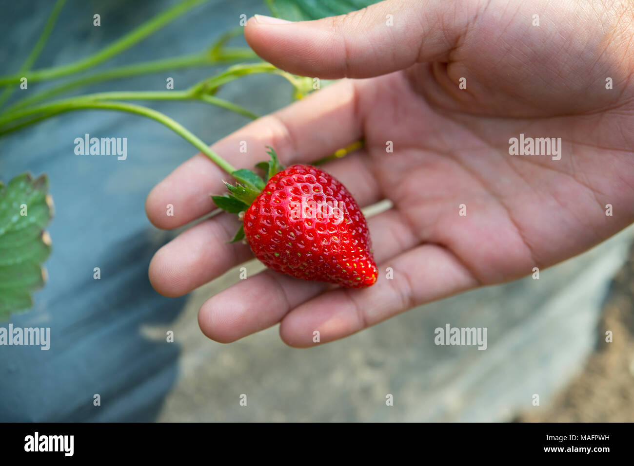 Fresh strawberries hand picked from a strawberry farm Stock Photo - Alamy
