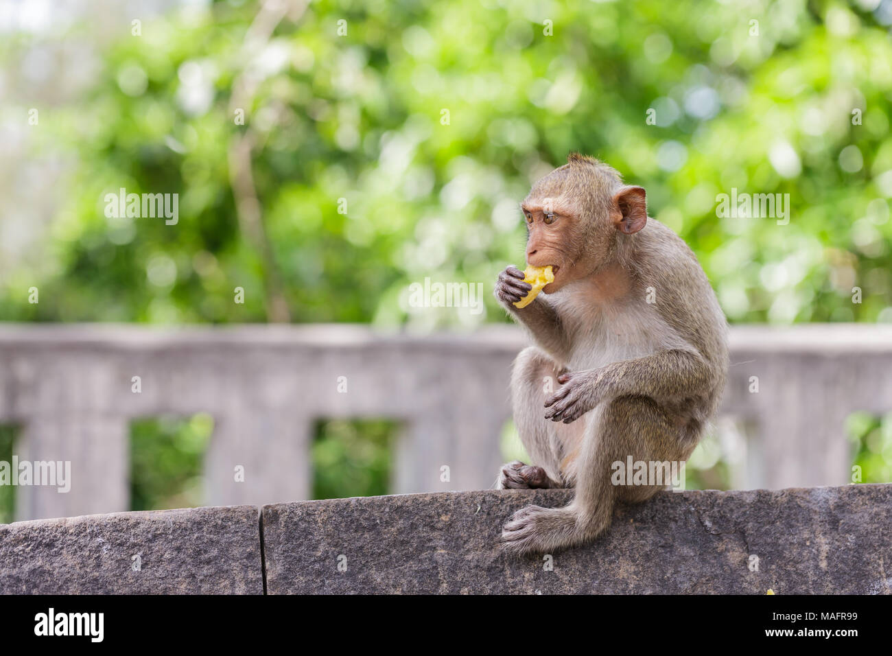 Cute monkeys hi-res stock photography and images - Alamy