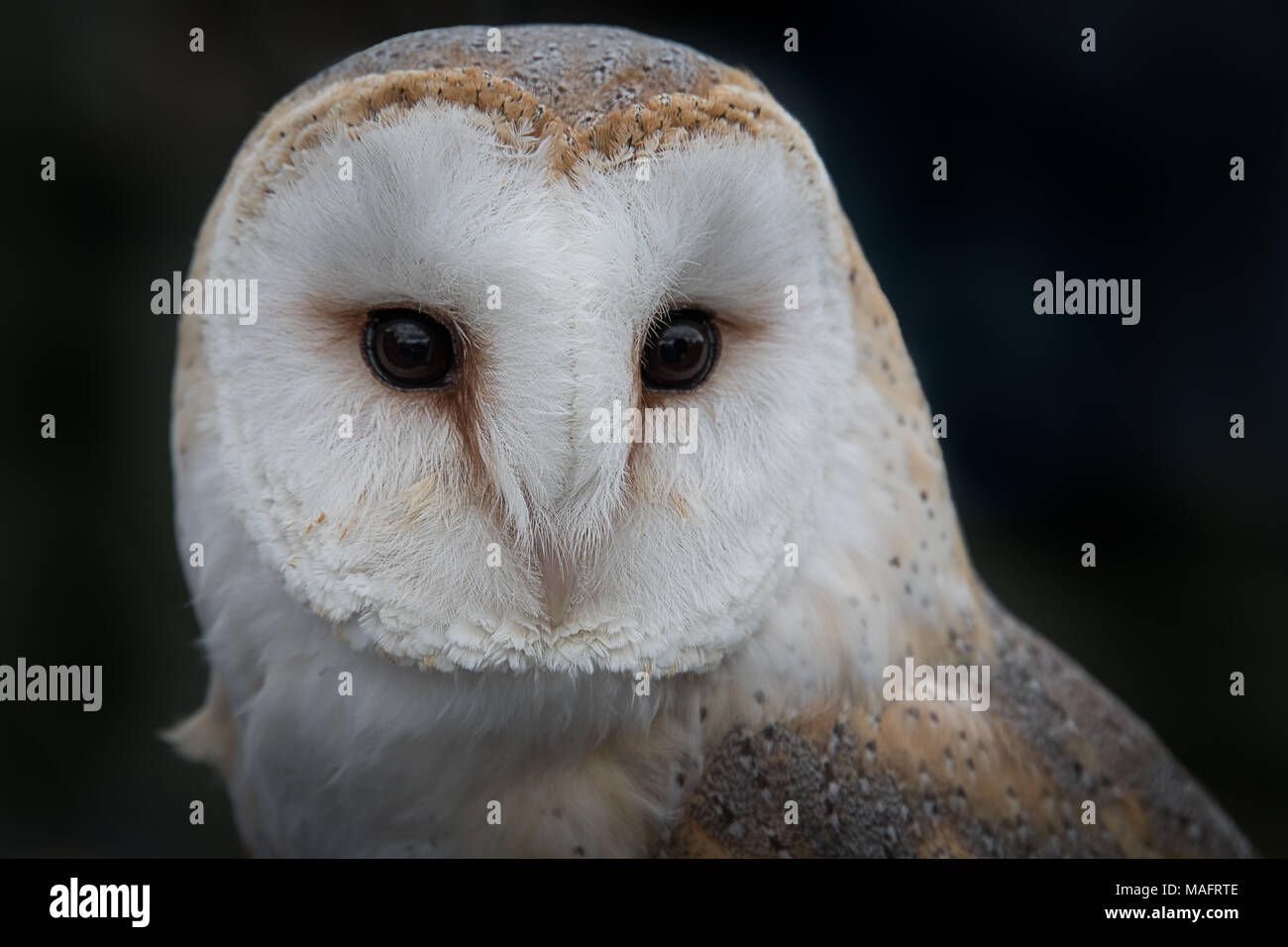 Close up portrait of the head only of a barn owl, tyto alba, with its eyes staring forward against a dark background Stock Photo