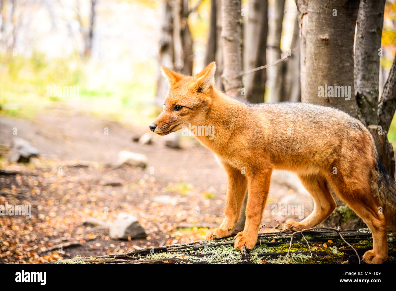 Torres del Paine, Chile - Culpeo, patagonian fox in South America, wild animal in Patagonia. Stock Photo