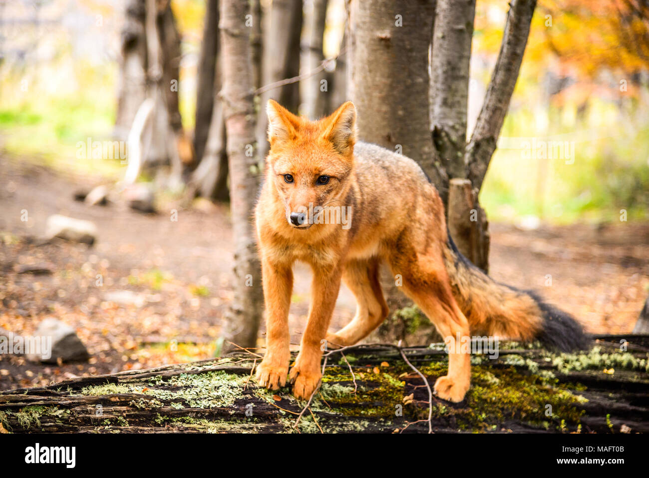 Torres del Paine, Chile - Culpeo, patagonian fox in South America, wild animal in Patagonia. Stock Photo