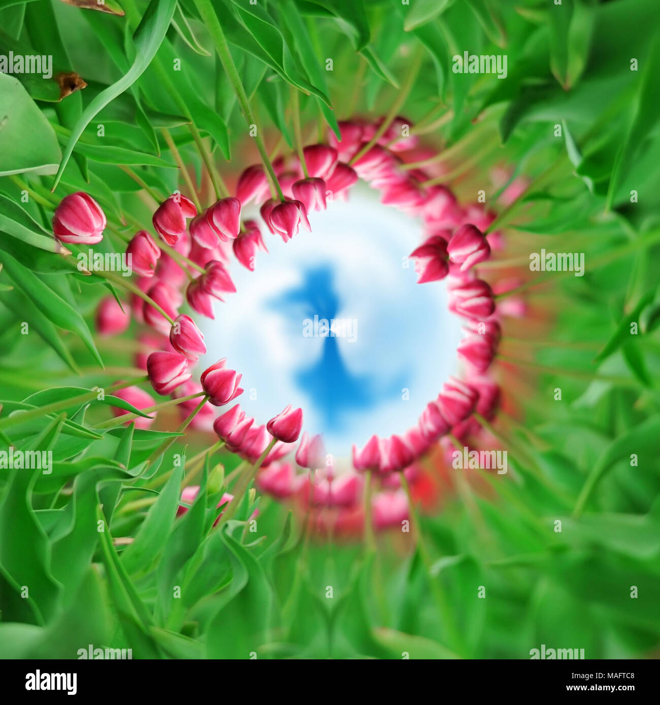 360 degree view of Close-up beautiful pink tulips in spring field Stock Photo