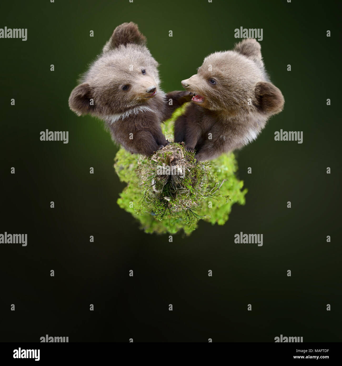 360 degree view of Two young brown bear cub in the forest. Portrait of  brown bear, animal in the nature habitat. Wildlife scene from Europe. Cub  of br Stock Photo - Alamy
