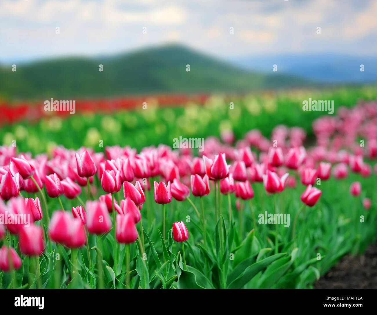 Close-up beautiful pink tulips in spring field Stock Photo - Alamy