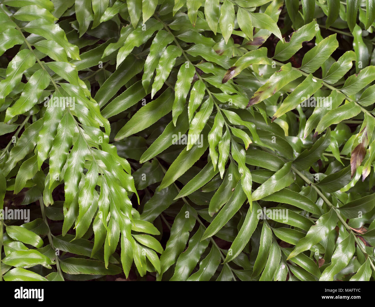 Shining spleenwort Asplenium oblongifolium Stock Photo