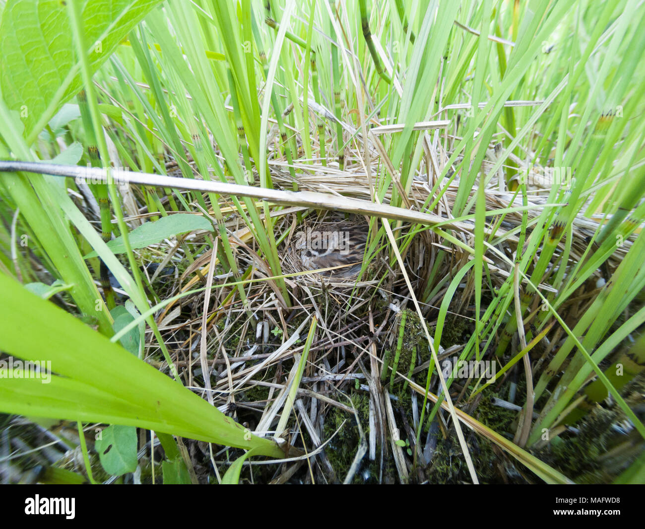 Emberiza schoeniclus. The nest of the Reed Bunting in nature. Russia, the Ryazan region (Ryazanskaya oblast), the Pronsky District. Stock Photo