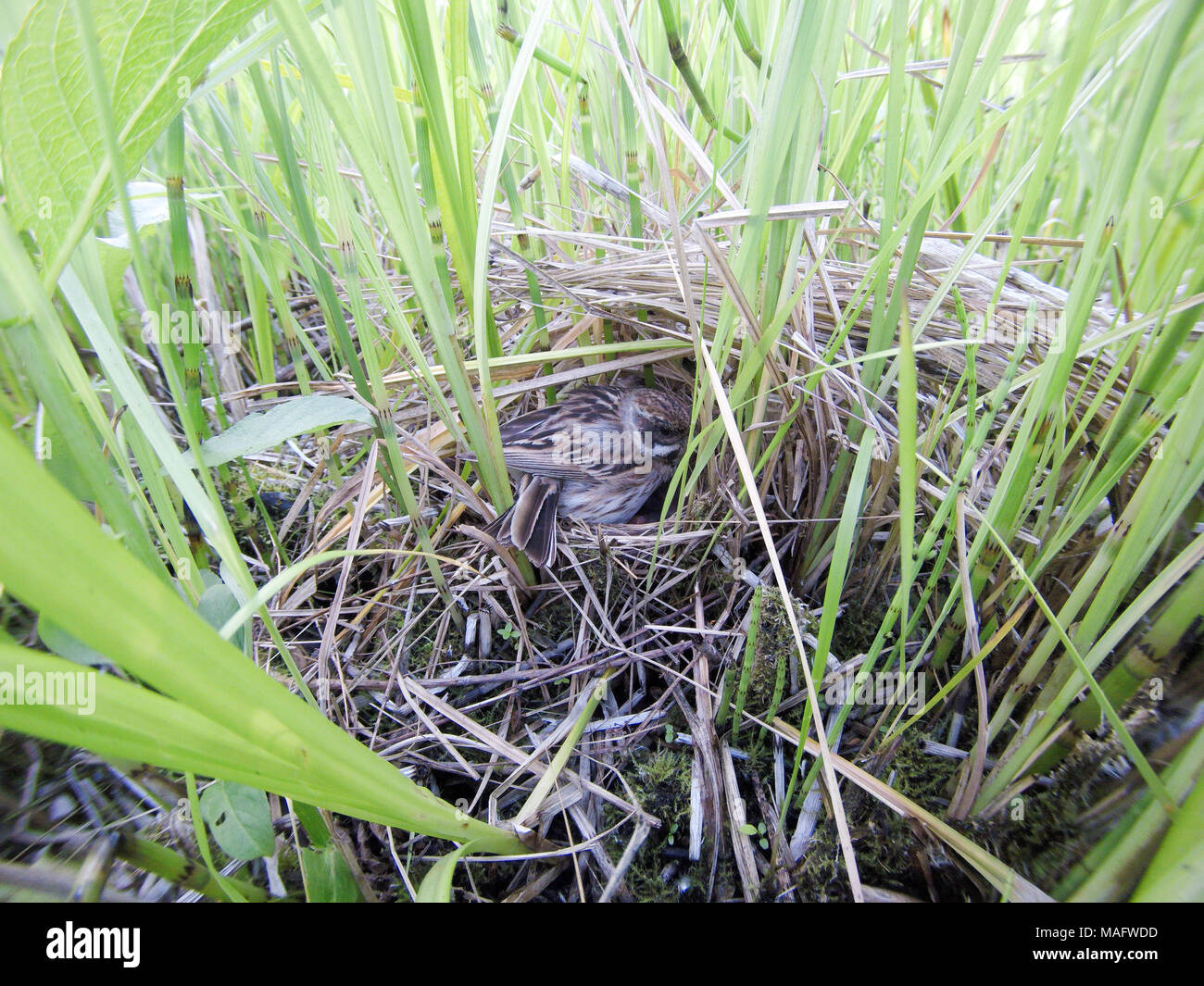 Emberiza schoeniclus. The nest of the Reed Bunting in nature. Russia, the Ryazan region (Ryazanskaya oblast), the Pronsky District. Stock Photo