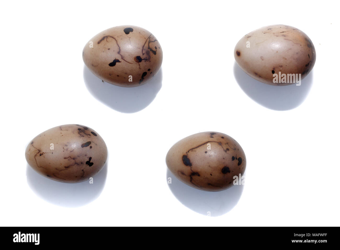 Emberiza schoeniclus. The eggs of the Reed Bunting in front of white background, isolated.  the Ryazan region (Ryazanskaya oblast), the Pronsky Distri Stock Photo