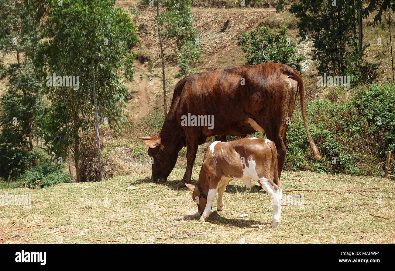 Cattle Uganda, East Africa Stock Photo Alamy