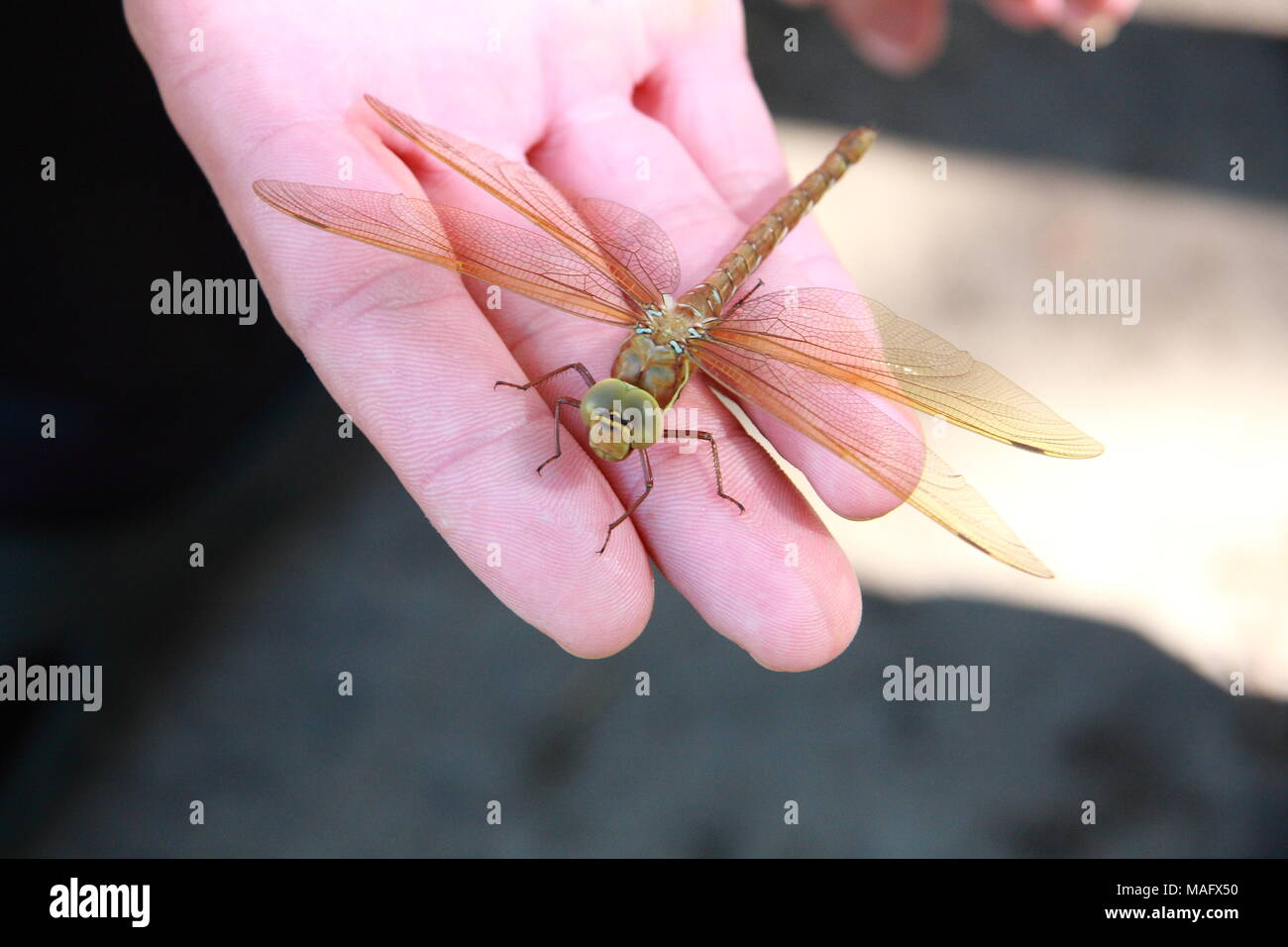 Big dragonfly close up on a person's hand. Stock Photo
