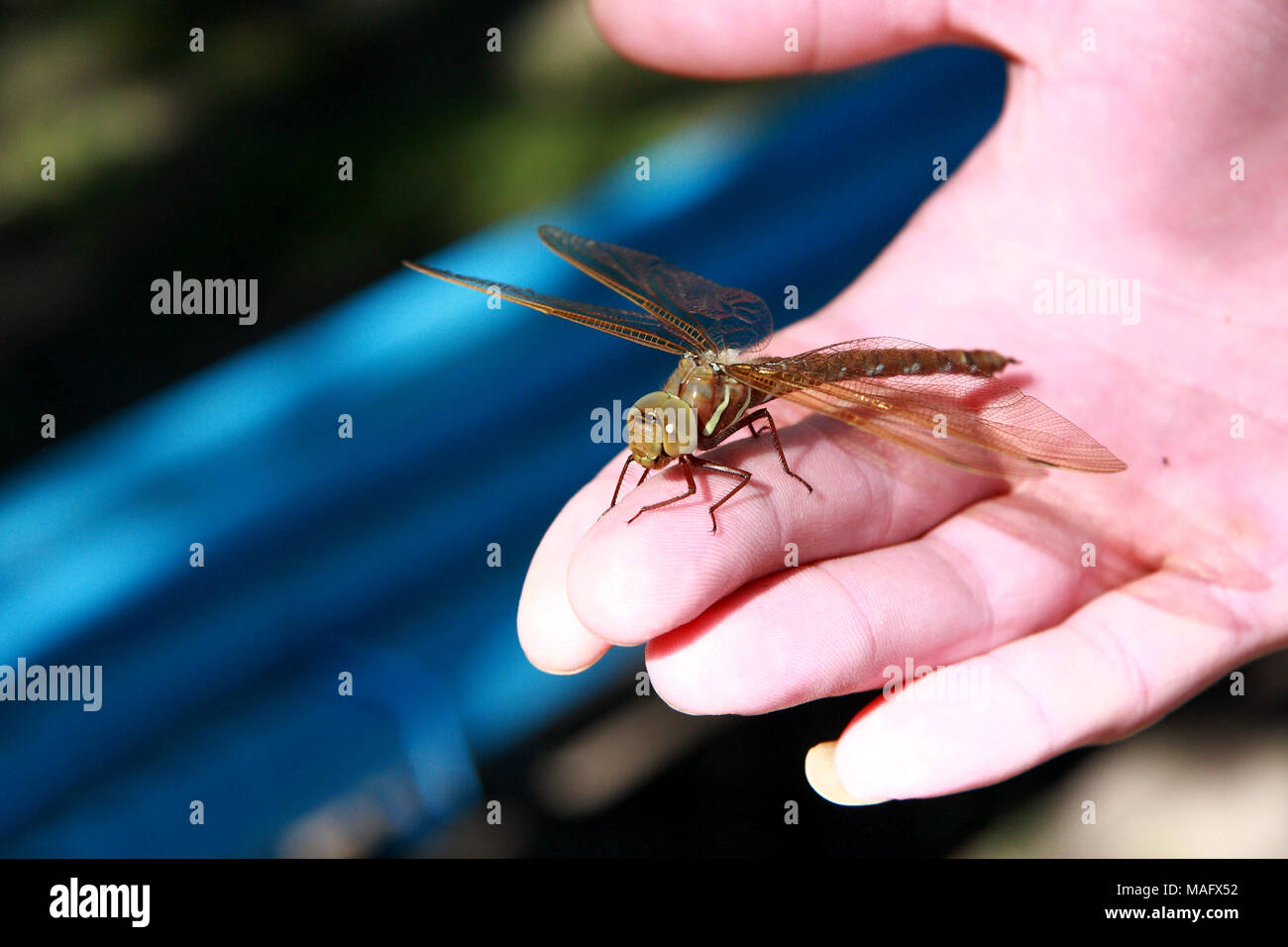 Macro photography dragonfly sitting on a person's hand. Stock Photo