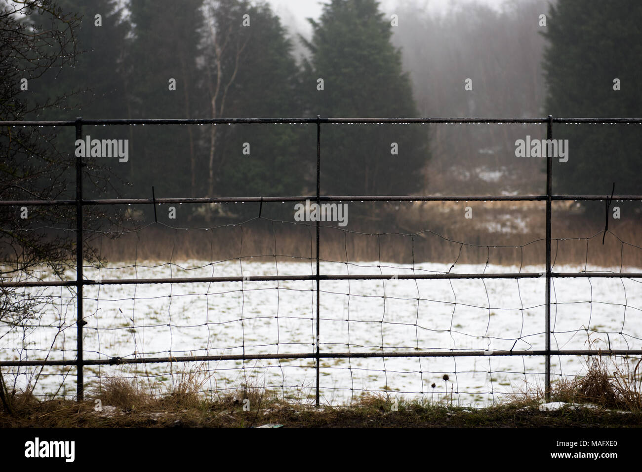 Wire fence bordering a snow-covered field with woodland in the ...