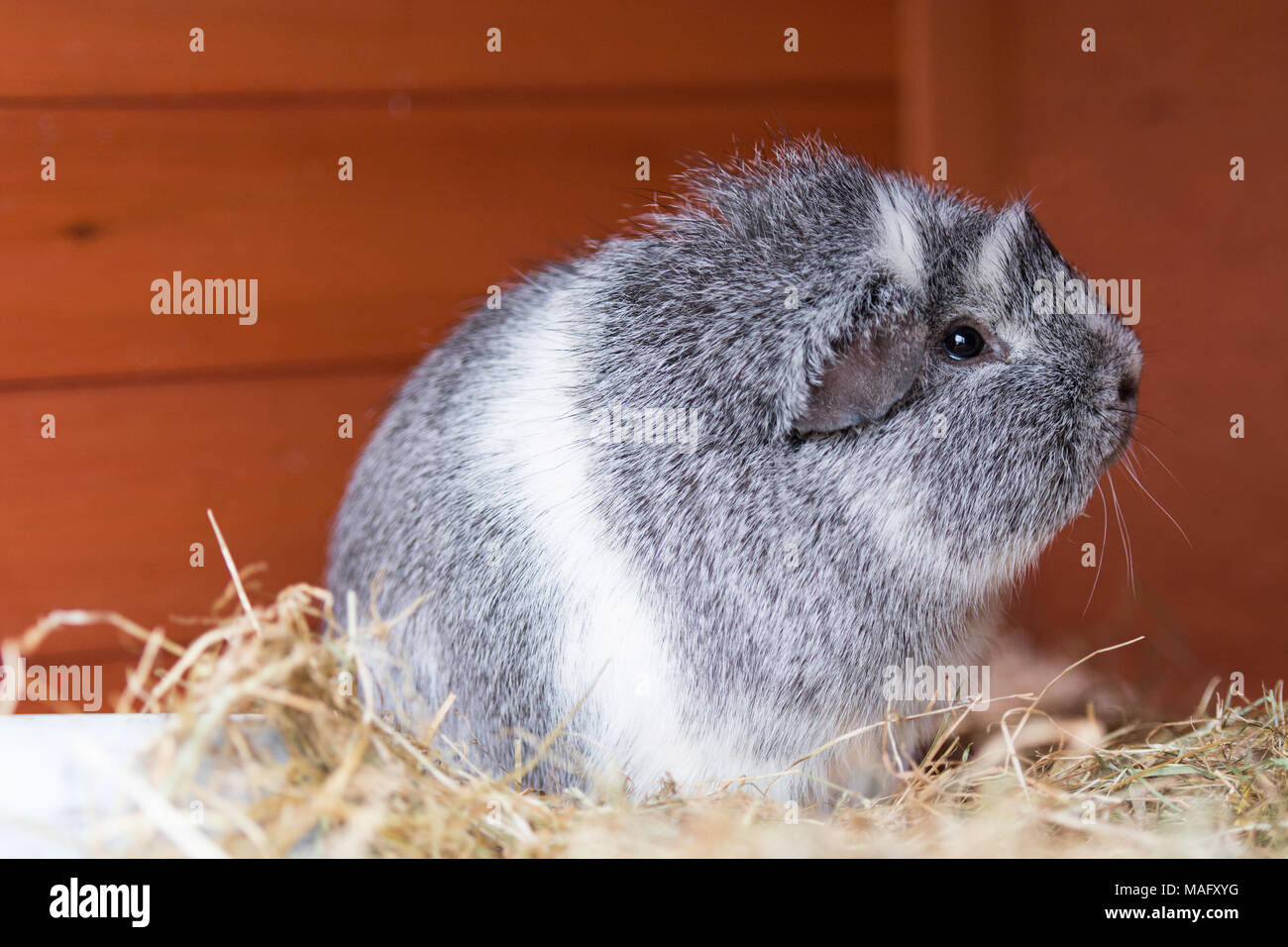 grey and white guinea pig Stock Photo Alamy