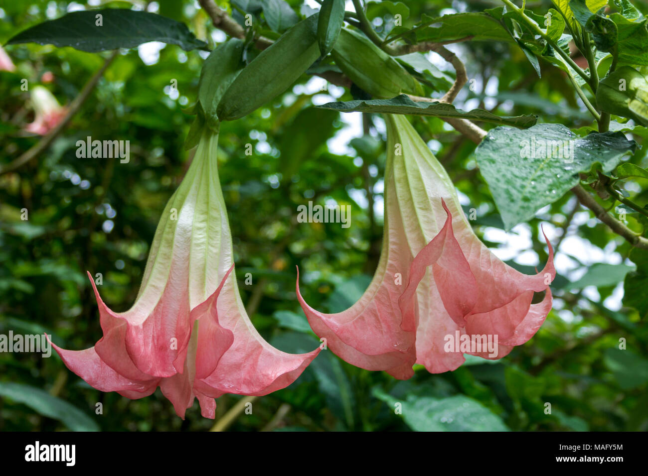 Pink angel trumpets -  Brugmansia - on a tree in Panama Stock Photo