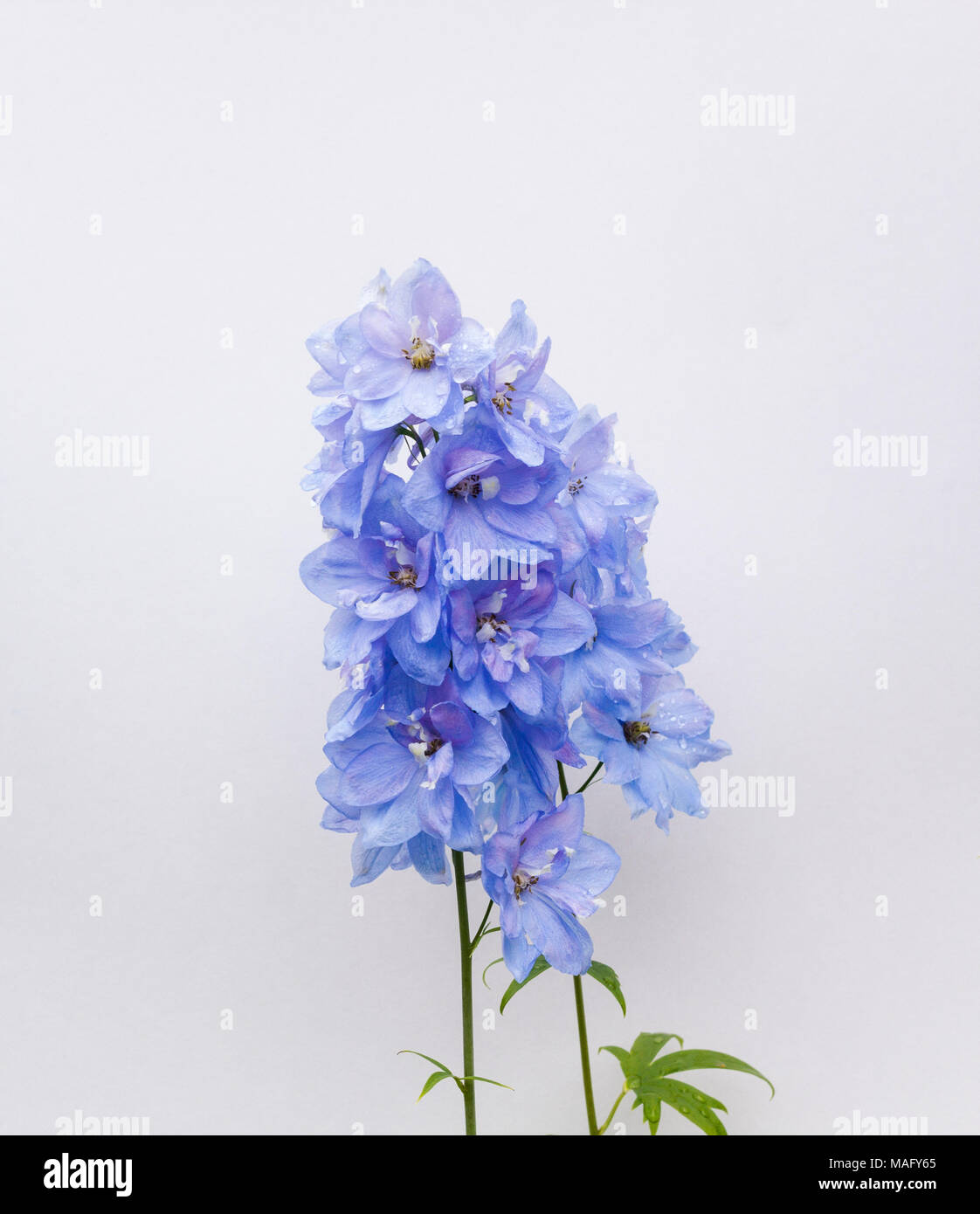 Blue delphinium flowering stalk against a grey background Stock Photo Alamy