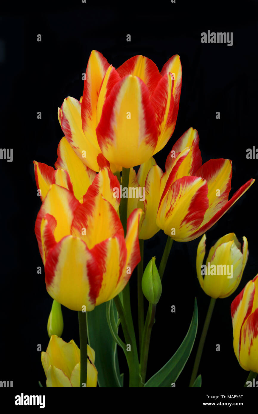 red and yellow tulips - tulipa - isolated against a black background in a garden Stock Photo