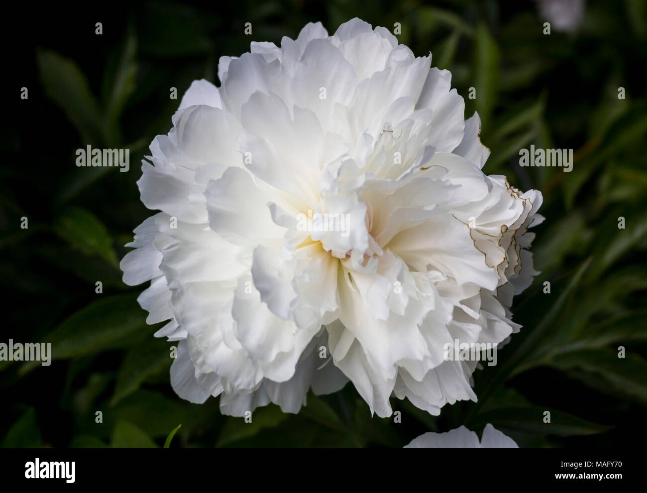 White frilly peony - paeonia - against a muted green background in Kingsbrae botanical gardens in st. Andrews New Brunswick Stock Photo