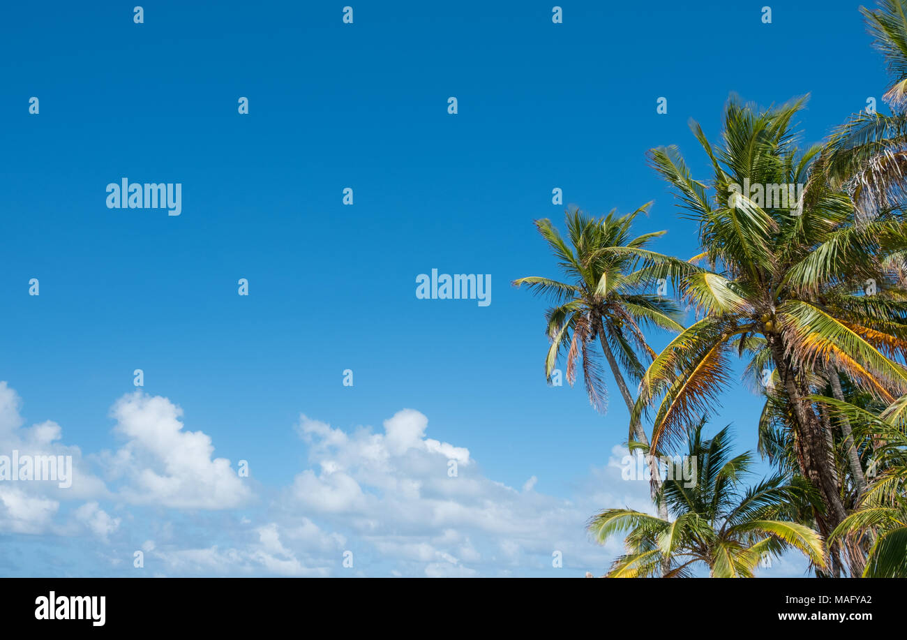 palm trees and blue sky - palm tree background Stock Photo - Alamy