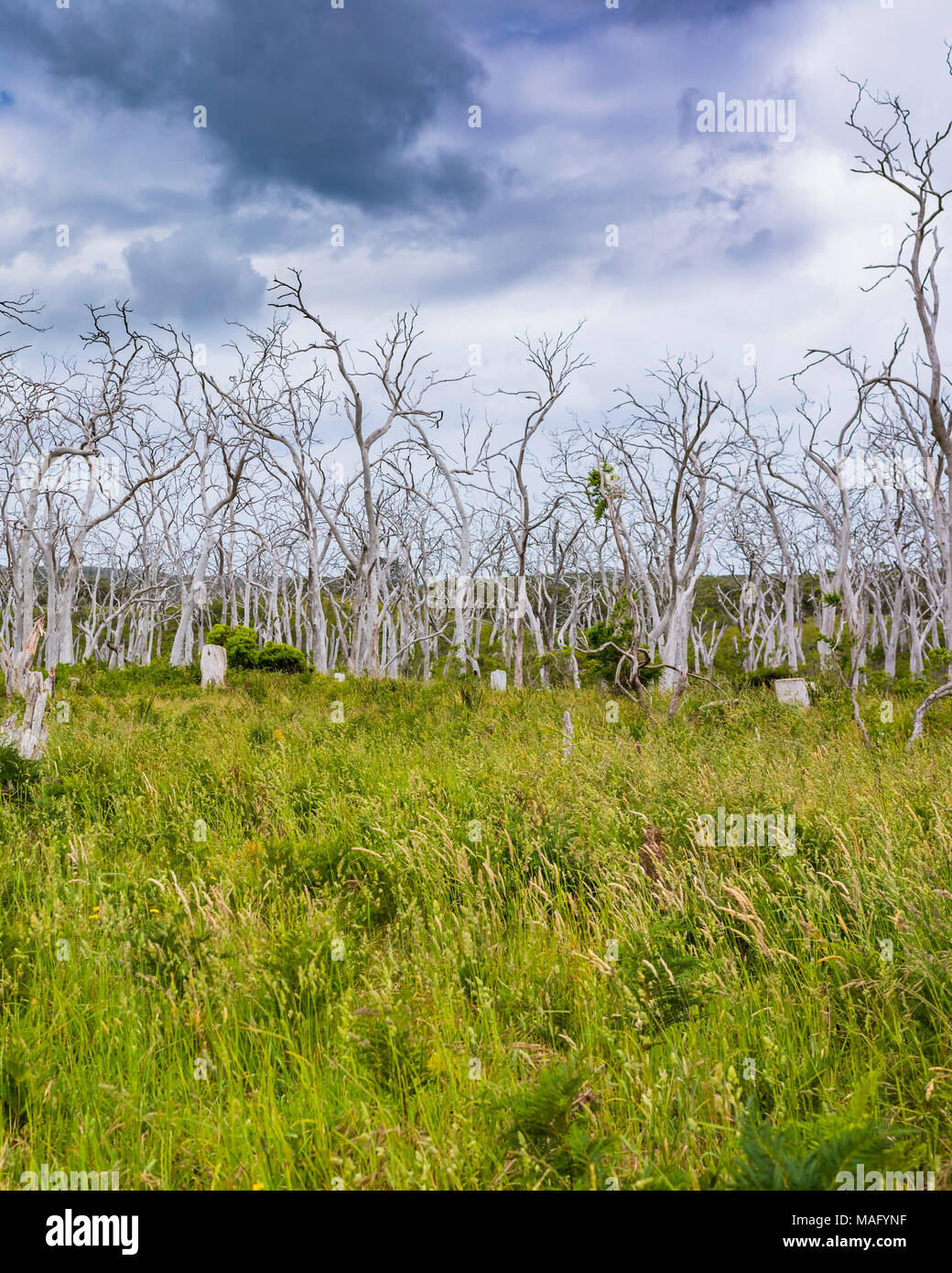 Fallen trees along the entry to Cape Otway Lighthouse off the Great