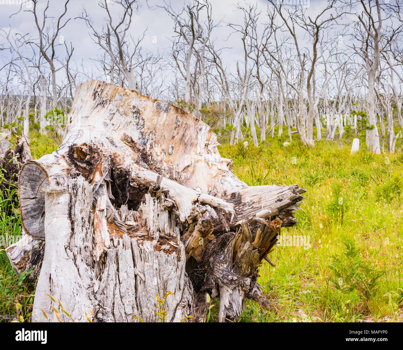 Fallen trees along the entry to Cape Otway Lighthouse off the Great