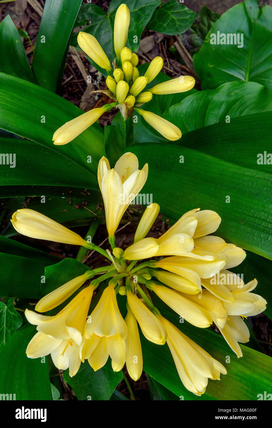 Clivia, Amaryllidaceae, Clivia miniata, Kaffir Lily, Cypress Garden, Mill Valley, California Stock Photo