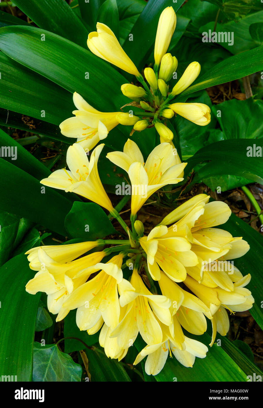 Clivia, Amaryllidaceae, Clivia miniata, Kaffir Lily, Cypress Garden, Mill Valley, California Stock Photo