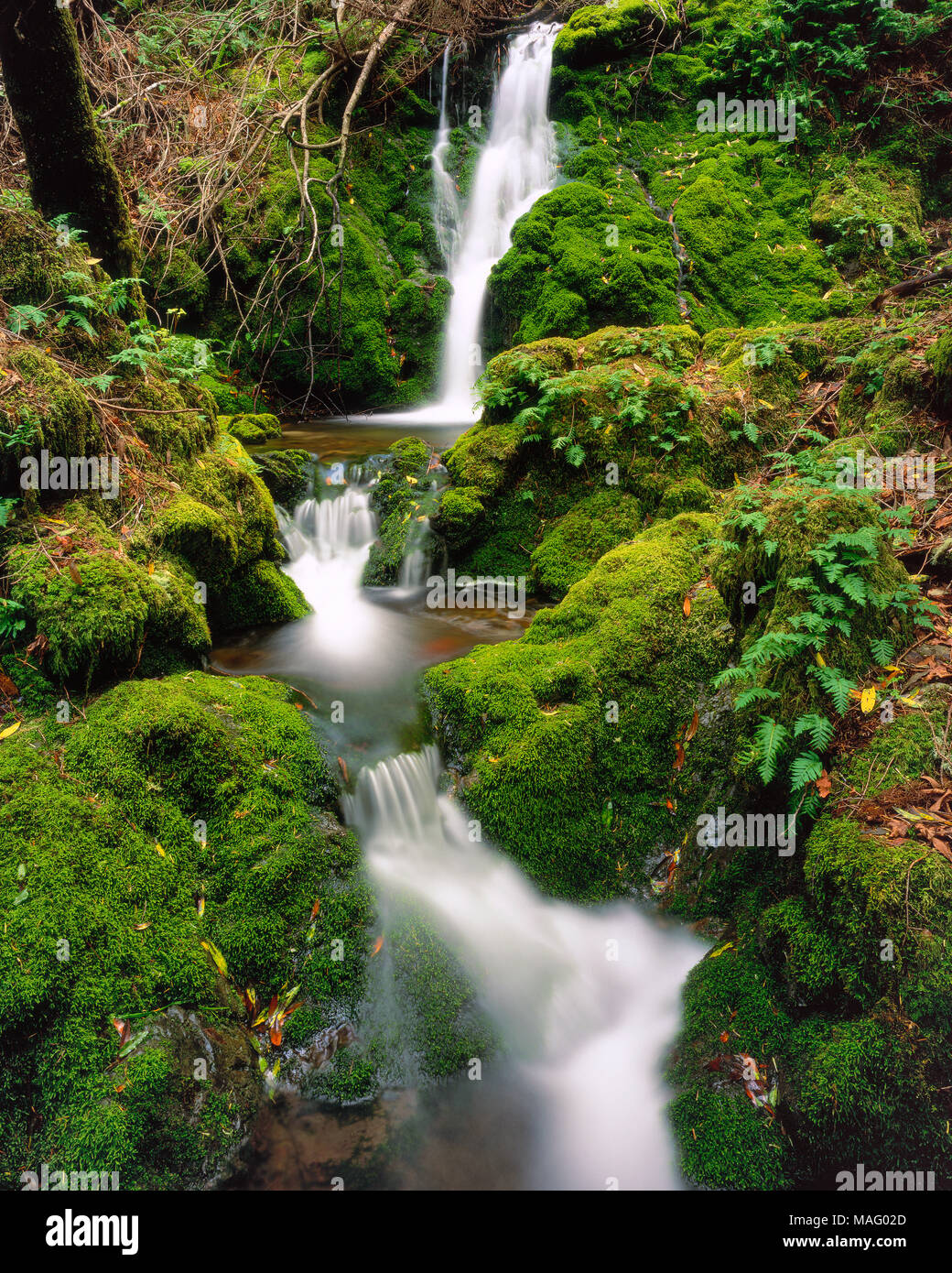Moss Falls, Cataract Canyon, Mount Tamalpais, Marin County, California Stock Photo