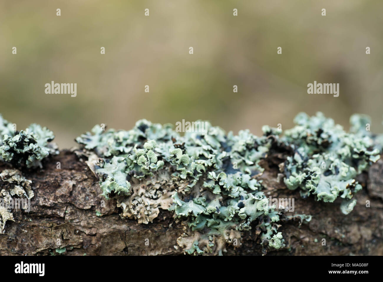 lichen hypogymnia physodes on tree branch macro Stock Photo