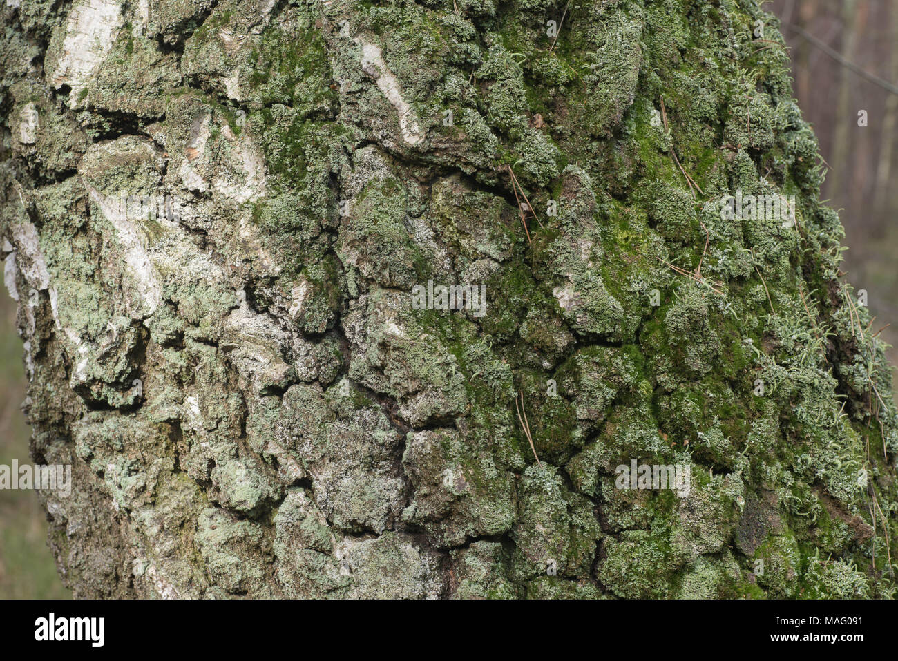 Texture of old birch tree bark with green moss. White birch bark on a tree  trunk Stock Photo - Alamy