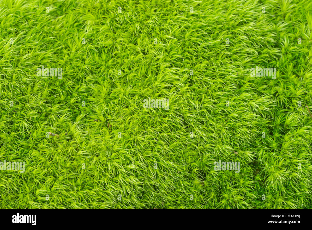 green moss macro background texture Stock Photo