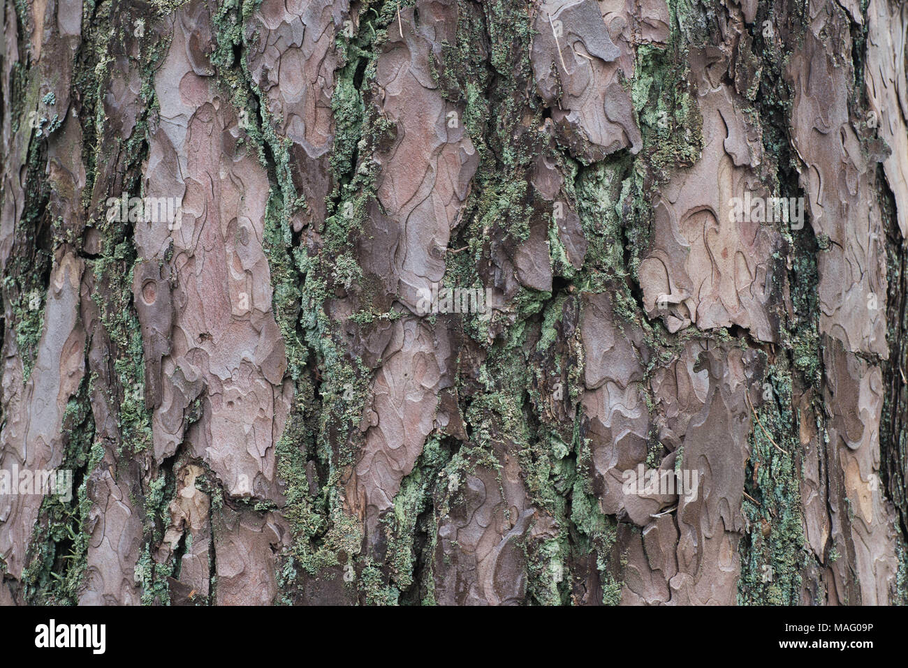 old pine bark texture background macro Stock Photo - Alamy