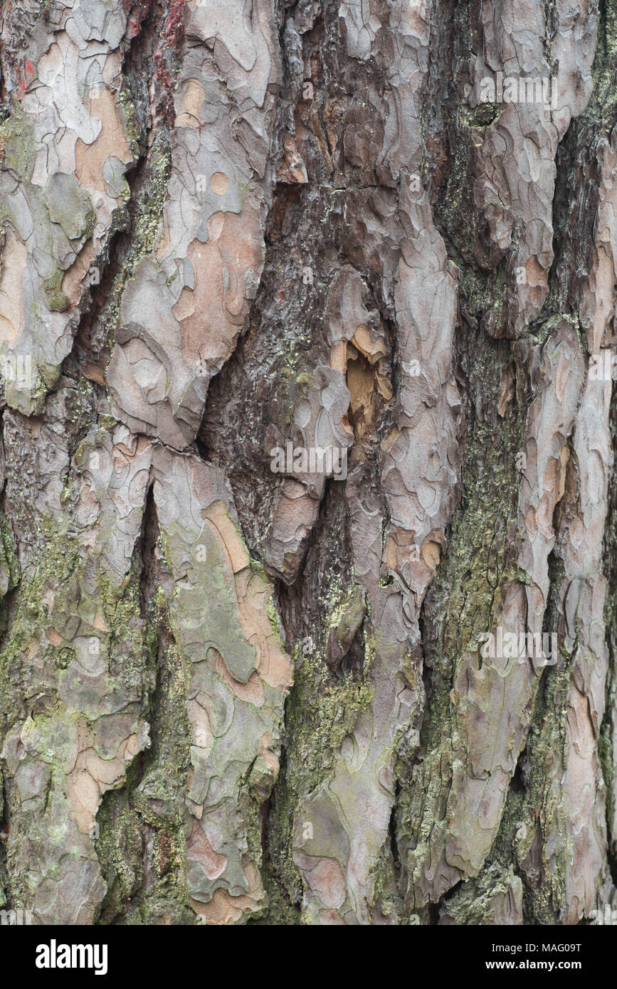 old pine bark texture background macro Stock Photo - Alamy