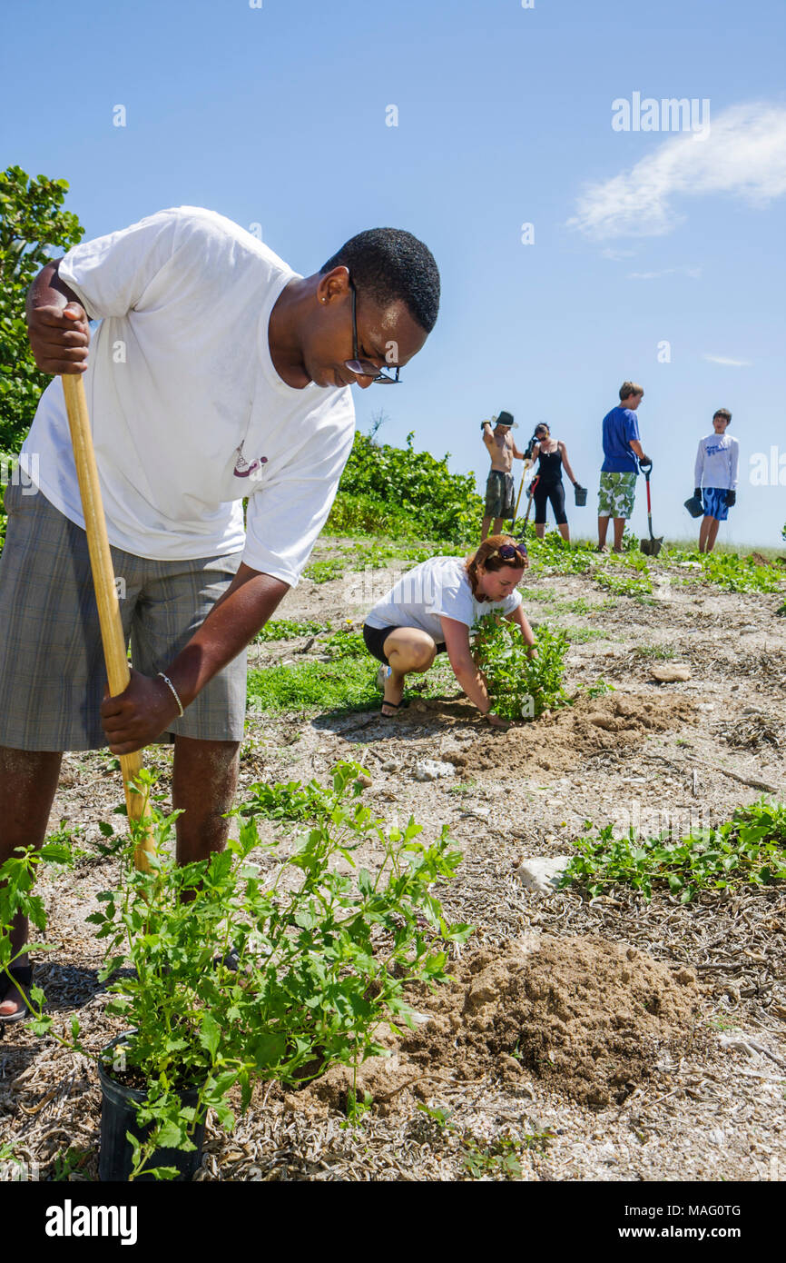 Miami Beach Florida,Beach View Park,Surfrider Foundation,Coastal Dune Restoration,planting,volunteer volunteers volunteering work worker workers,teamw Stock Photo