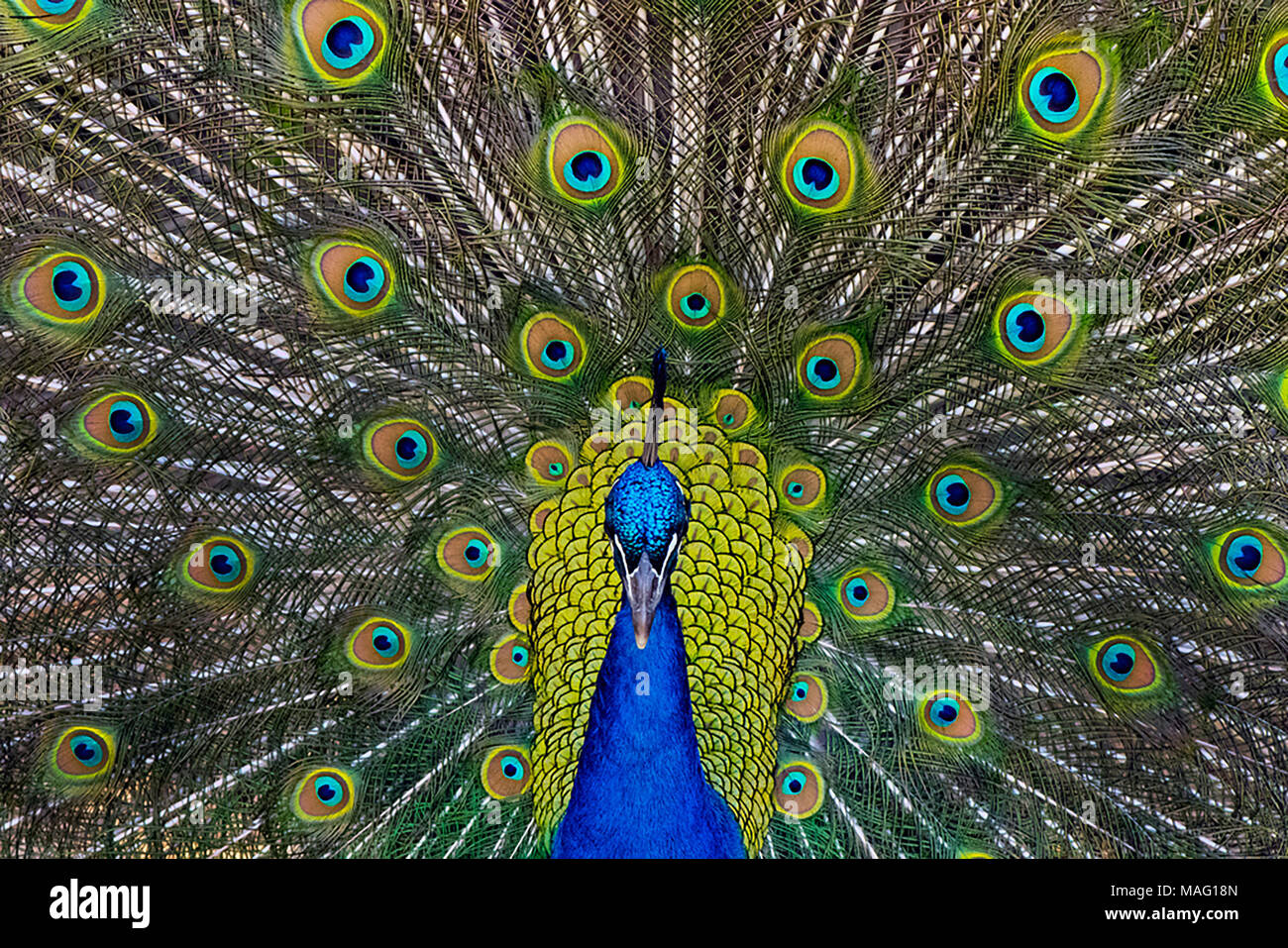 Male Peacock Strutting Stock Photo