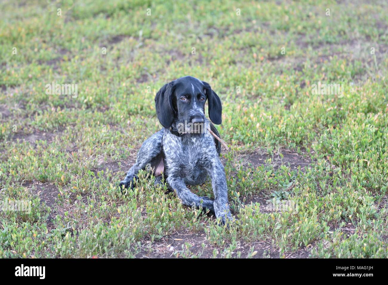 Hunting dog breed German Wirehaired pointer on the walk Stock Photo
