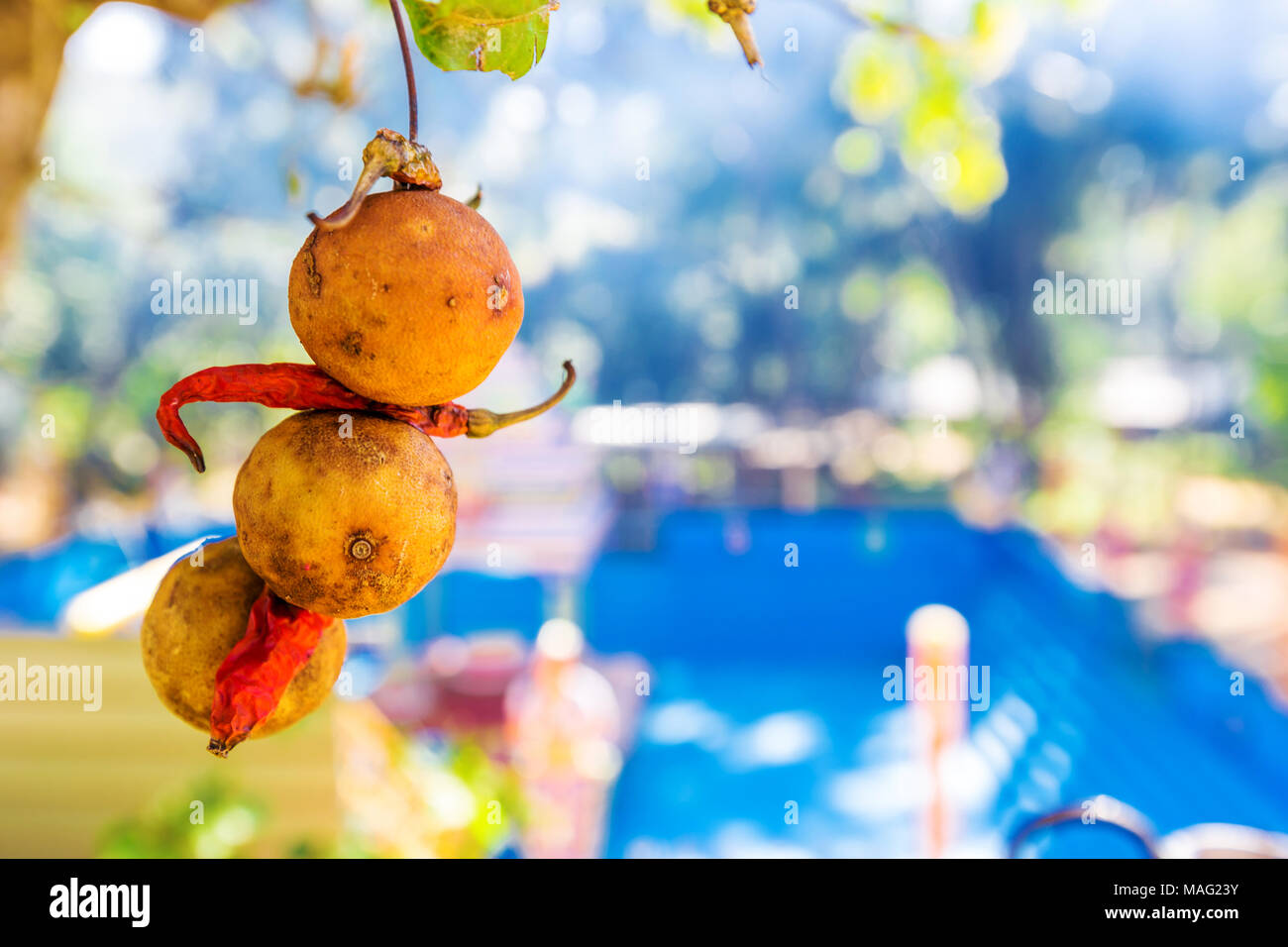 Dry lime and red chili peppers at a buddhism temple, amulet from the evil eye Stock Photo Alamy