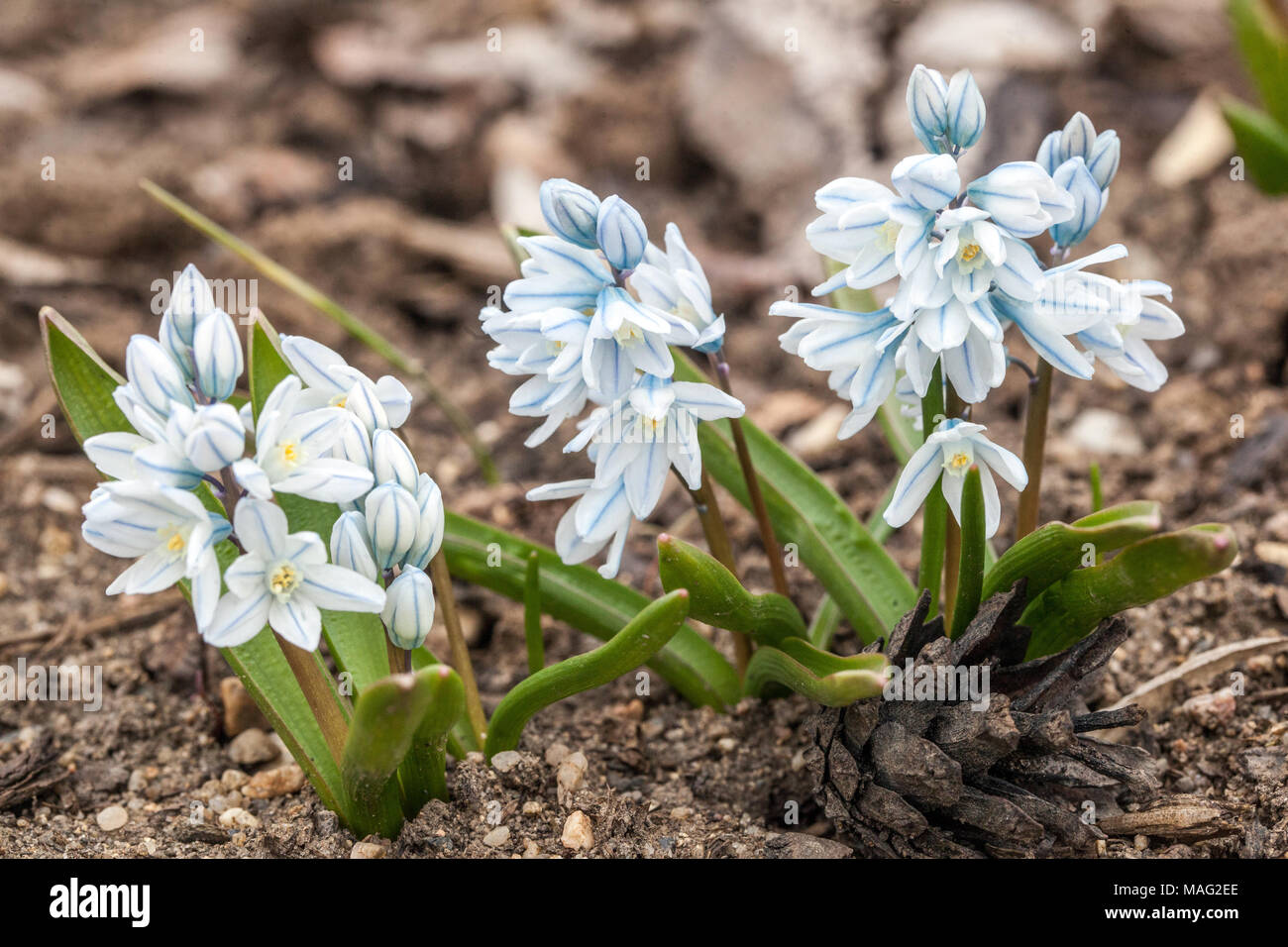 Puschkinia scilloides libanotica Striped squill Russian Snowdrop Spring Garden Plant Rockery Bulbous plant Blooming Alpine Flowers Flowering March Stock Photo