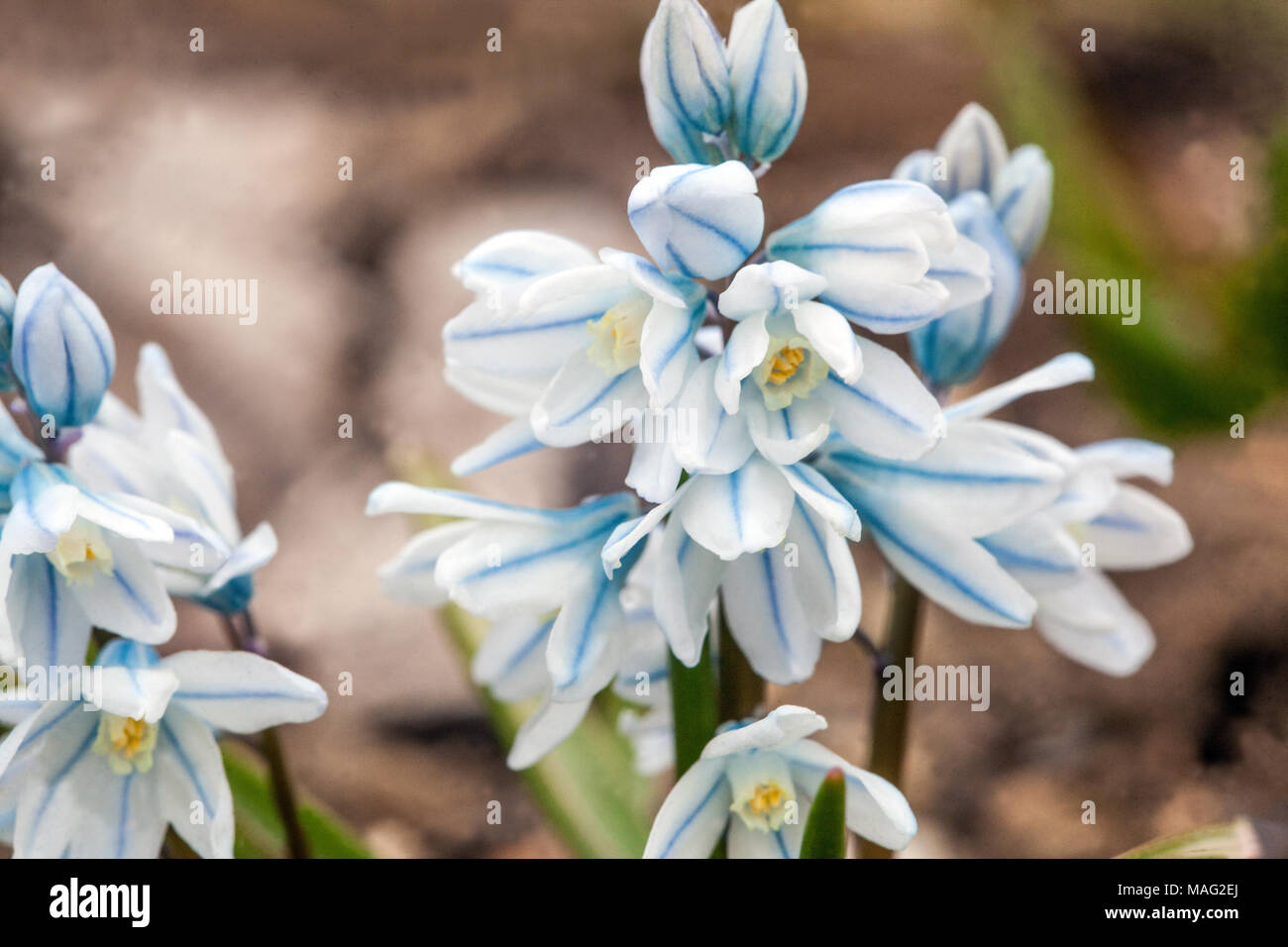 Puschkinia scilloides libanotica Striped squill Russian Snowdrop Spring Garden Plant Rockery Bulbous plant Blooming Alpine Close up flower Closeup Stock Photo