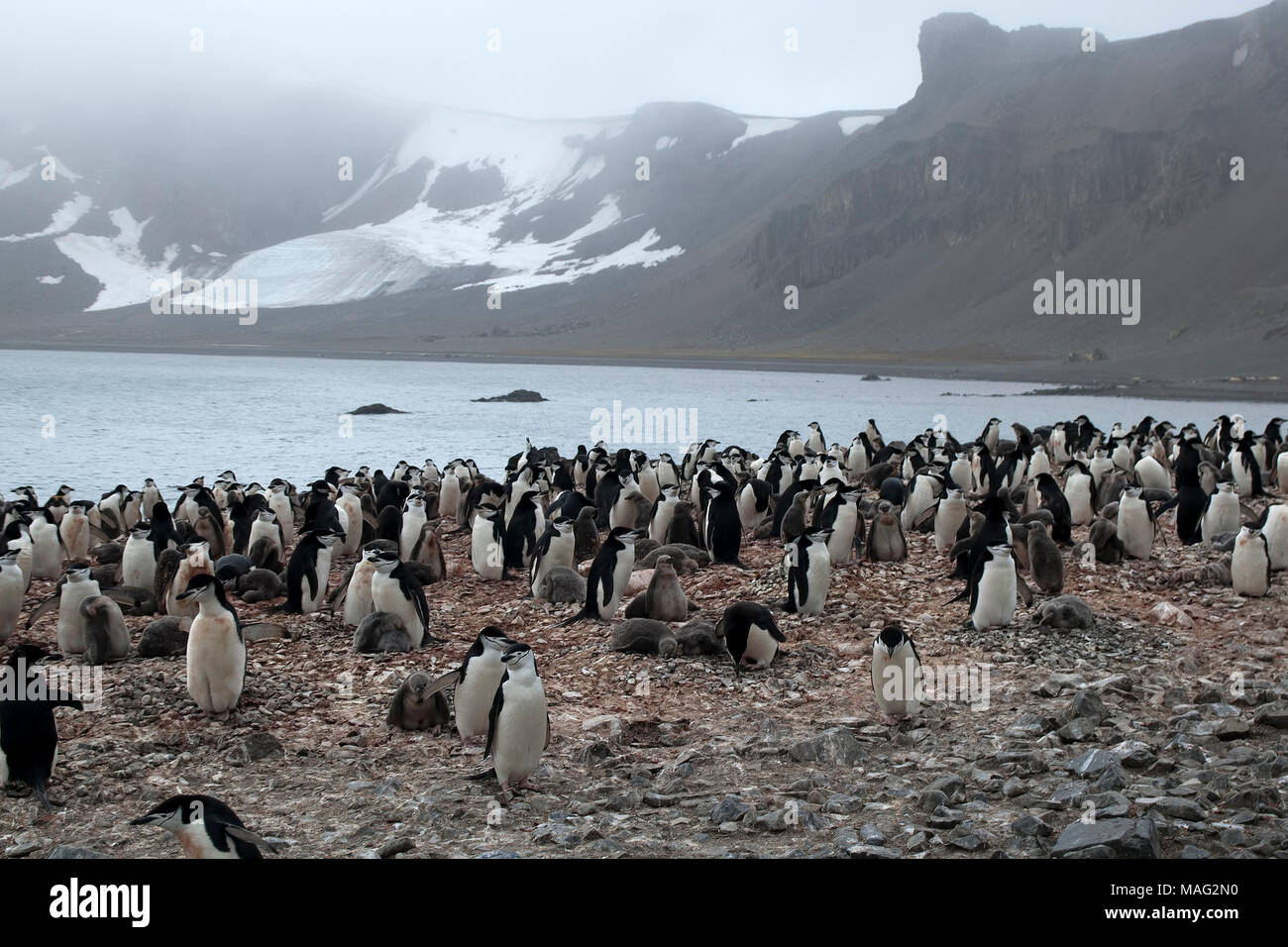 Livingston Island Antarctica, chinstrap penguin colony with misty ...