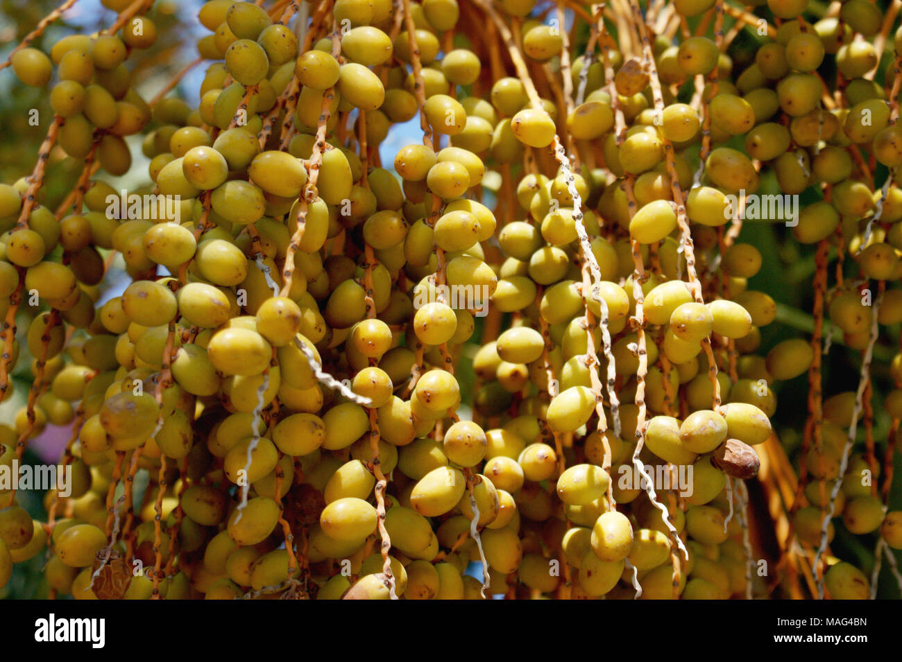 Palm fruits growing on tree hires stock photography and images Alamy