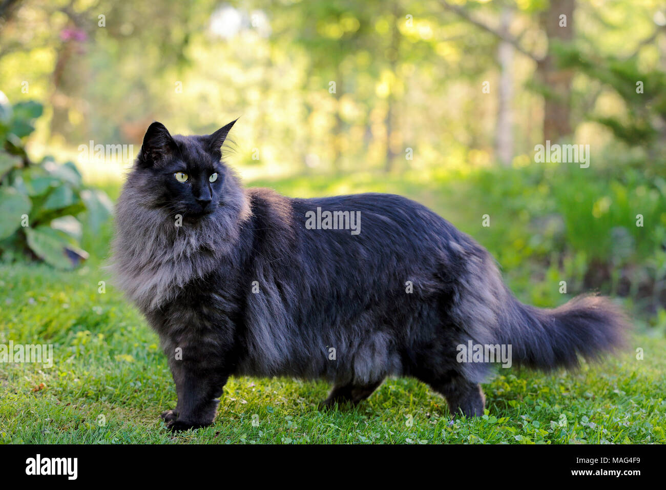 Young Norwegian forest cat male in the evening Stock Photo   Alamy