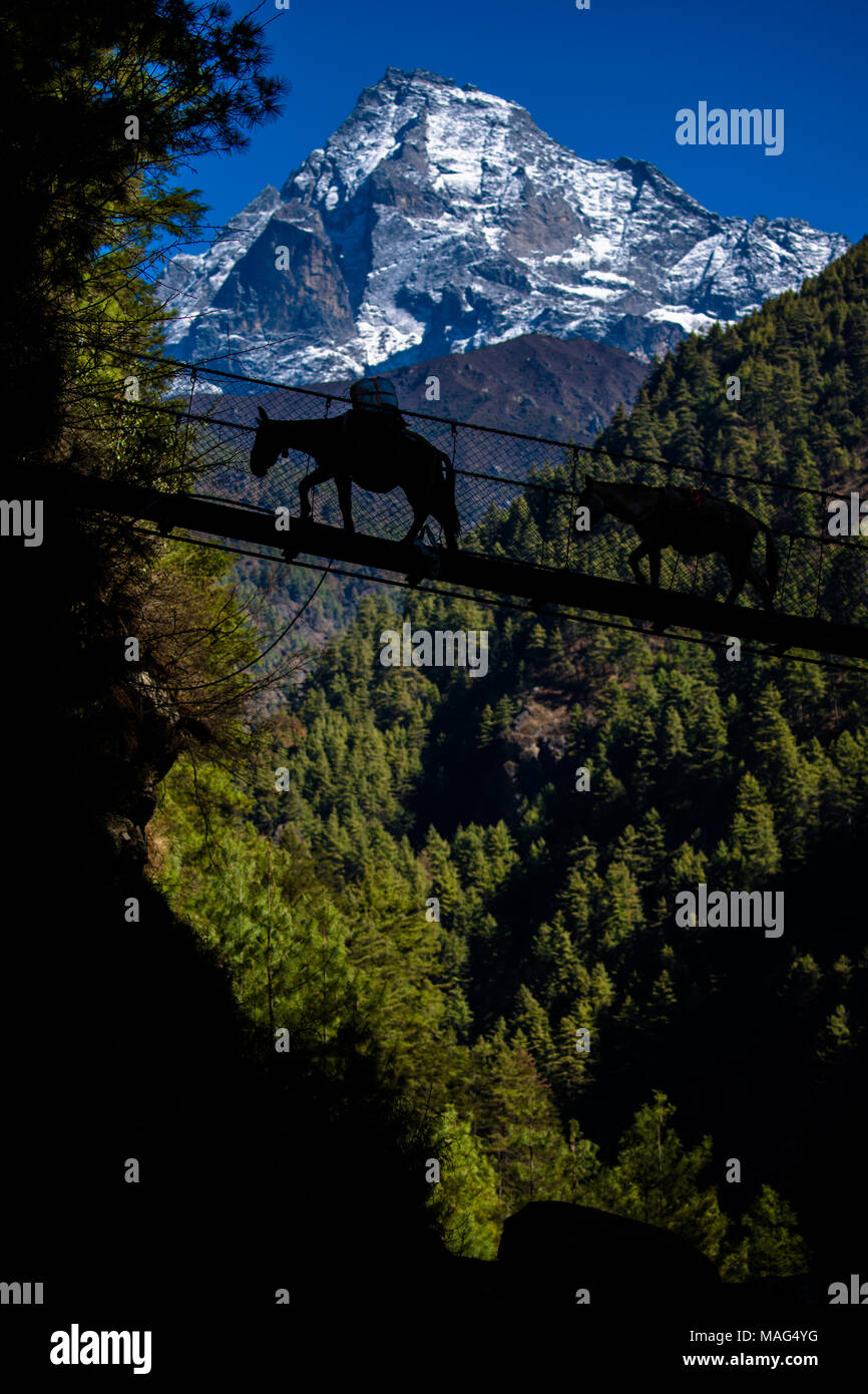 Mule caravans cross a river on the route to Everest Base Camp trekking route with a snow capped mountain range in the background, Himalayas, Nepal. Stock Photo