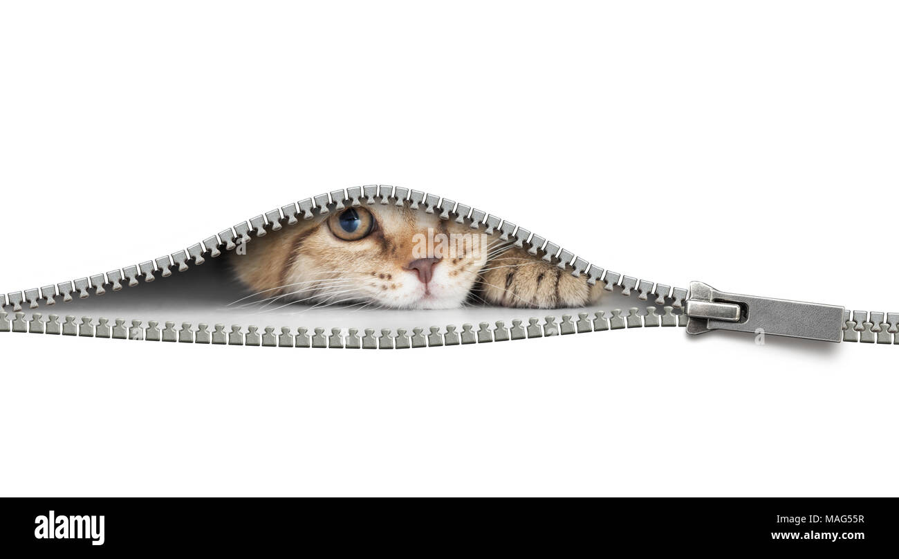 funny cat behind open zipper isolated on white Stock Photo