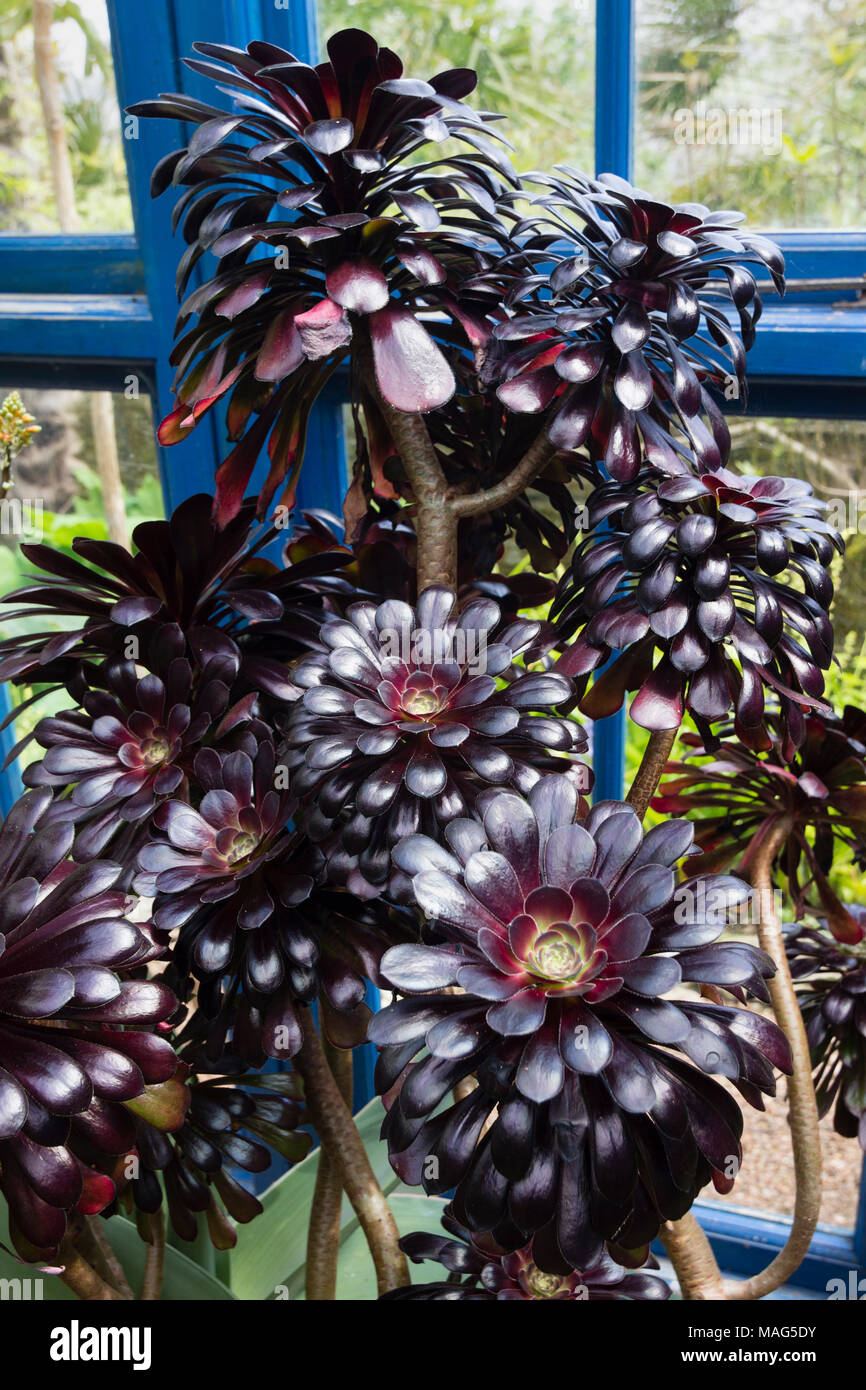 Fleshy black rosettes of the selected form of the tree aeonium, Aeonium arboreum 'Schwarzkopf' Stock Photo