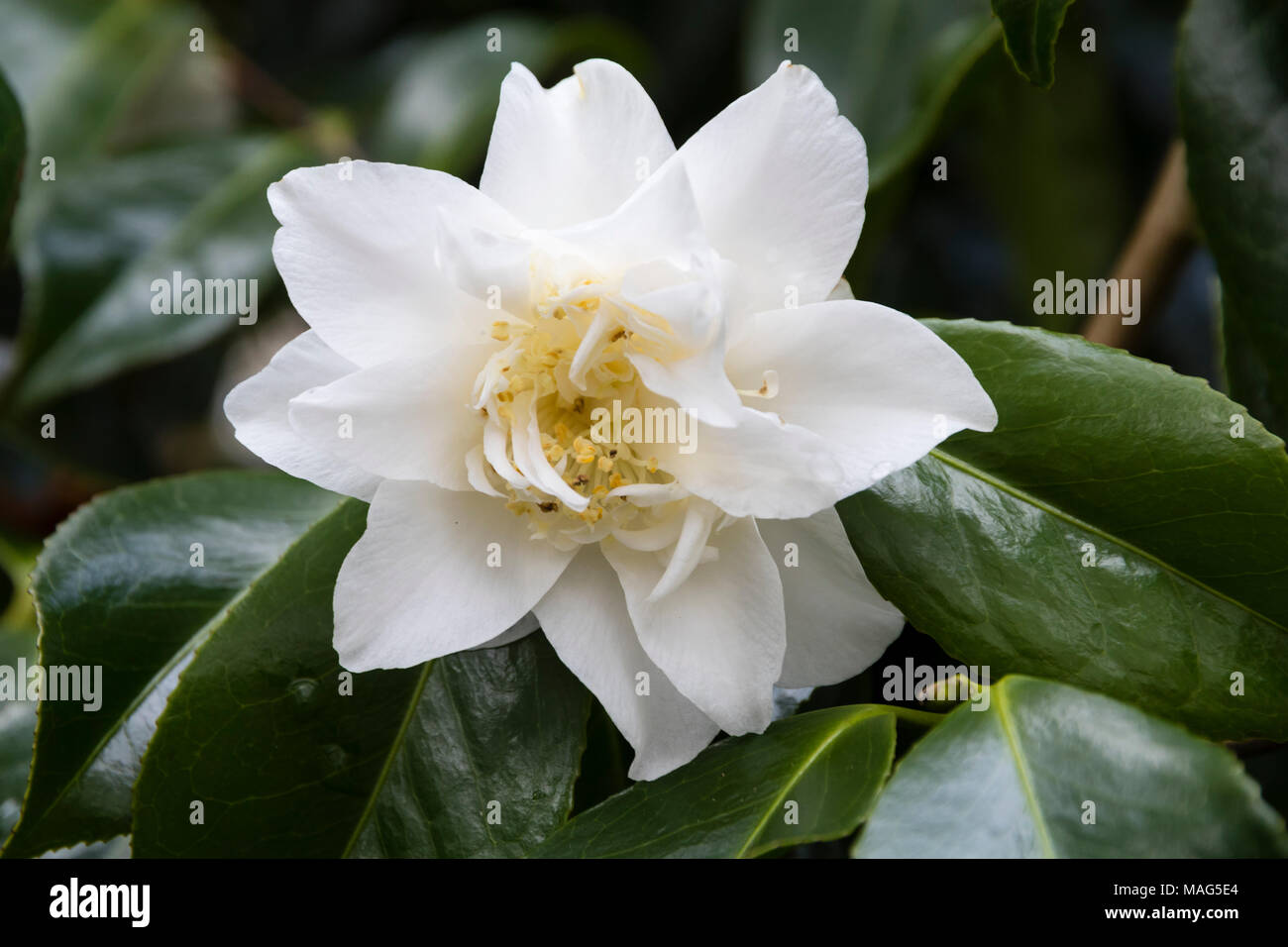 White, semi double flower of the evergreen, winter to spring flowering shrub, Camellia japonica