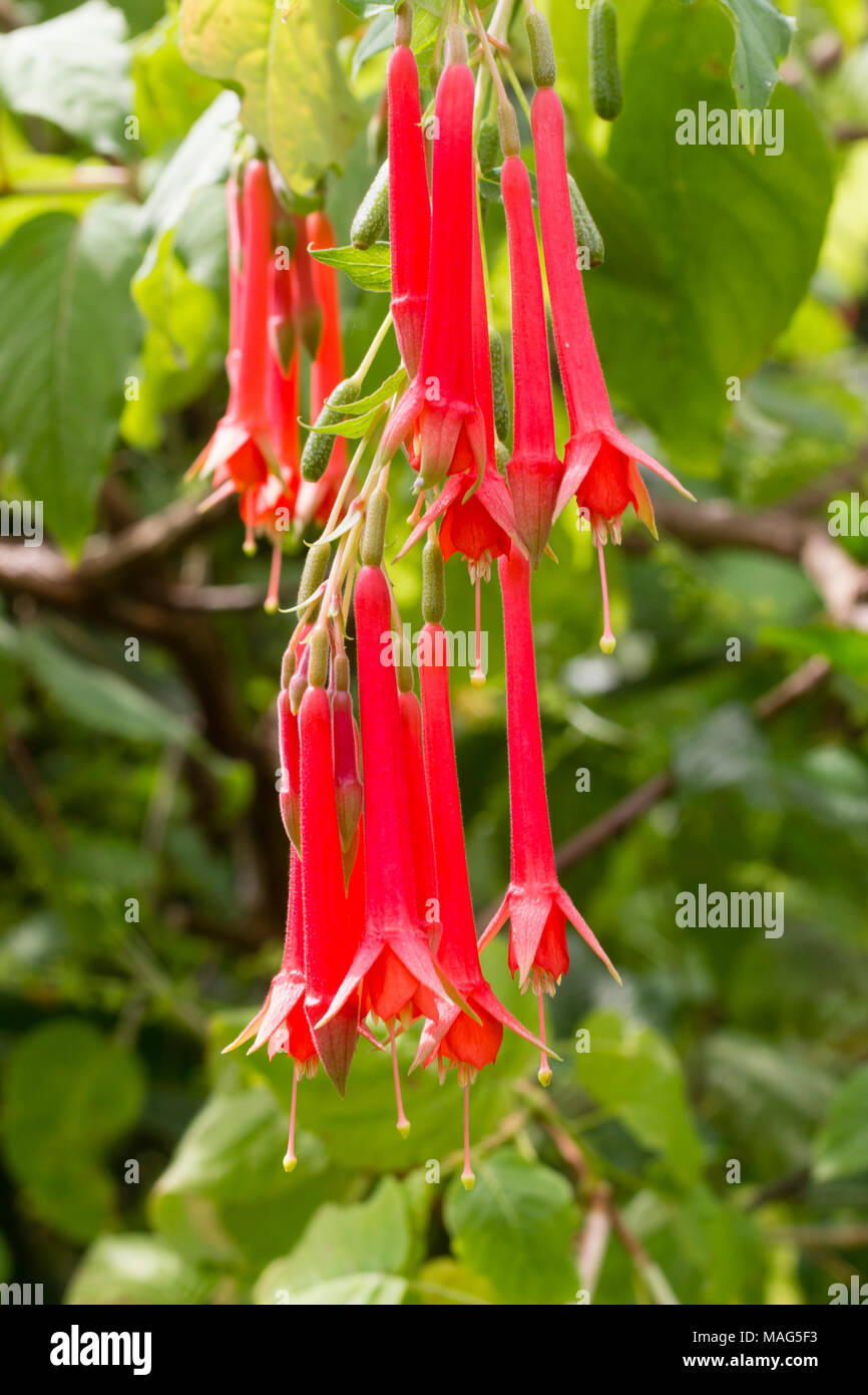 Long, red, tubular flowers of the half hardy exotic shrub, Fuchsia boliviana Stock Photo