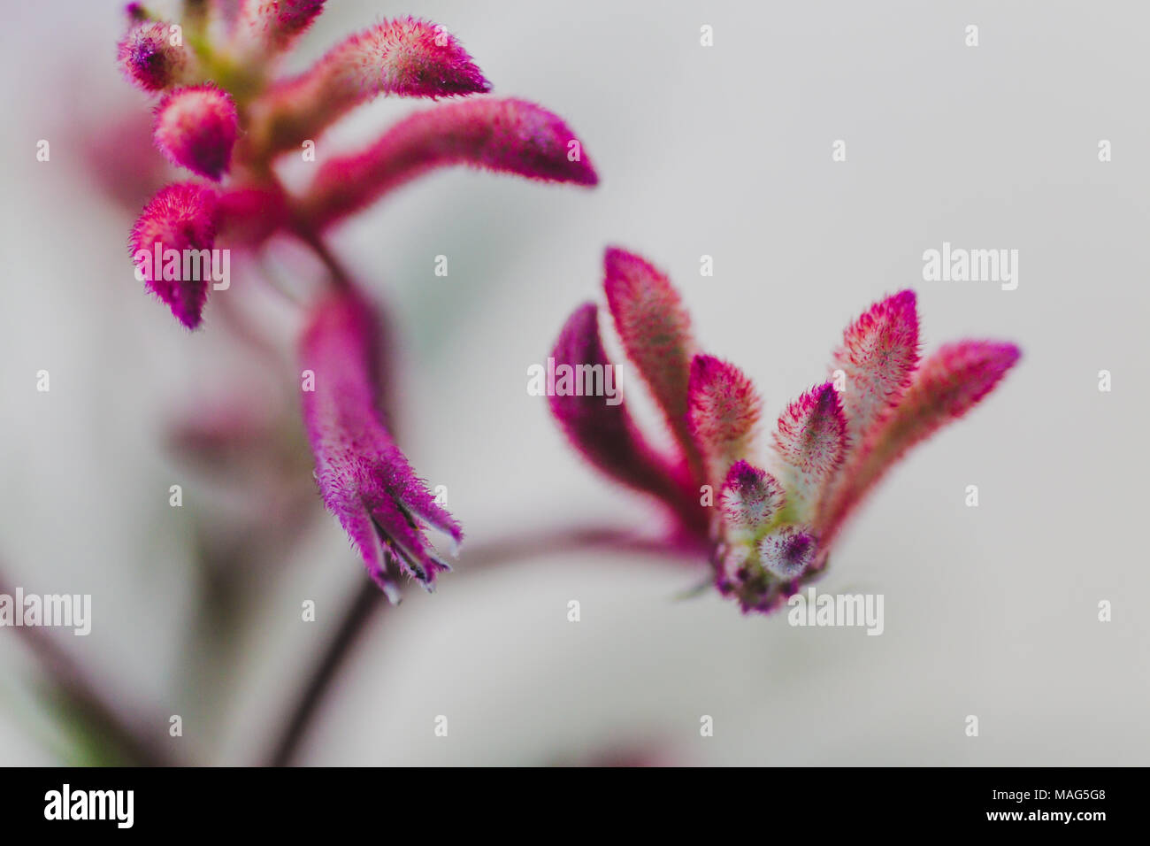 closeup of a kangaroo paw (Anigozanthos) plant with redpink flowers