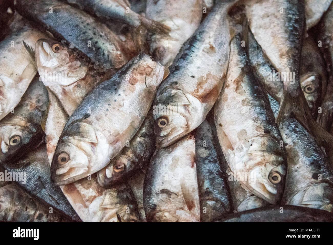 Barrel of menhaden bait fish on the Potomac River near Fort Washington