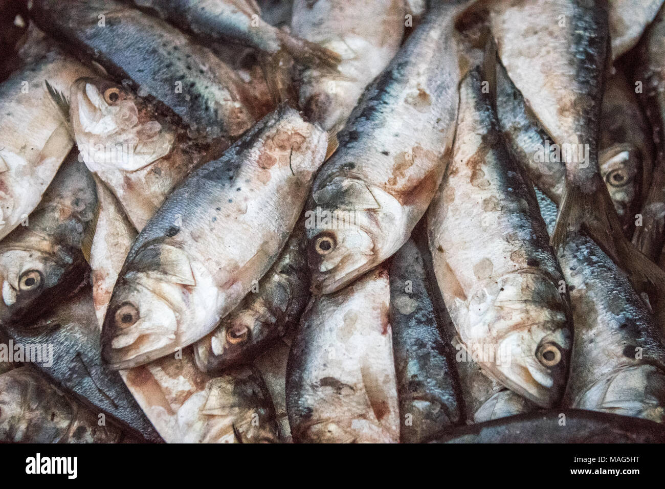 Barrel of menhaden bait fish on the Potomac River near Fort Washington, Maryland Stock Photo