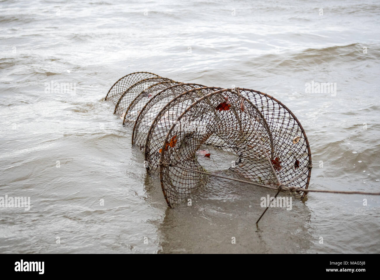 Baited catfish trap being pulled in on the Potomac River near Fort Washington, Maryland Stock